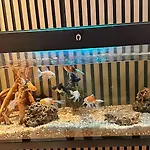 Espectaculo De Habitacion En Opera
