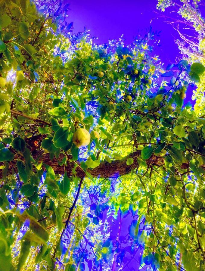 Olivos *