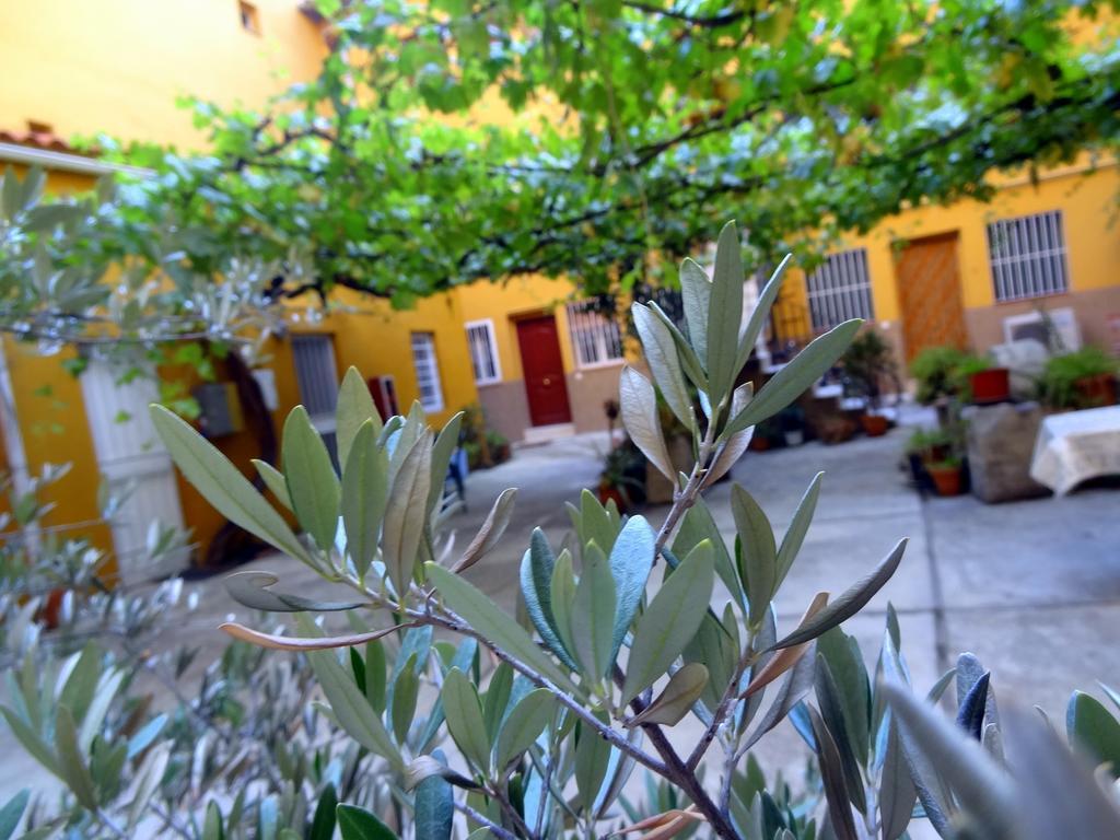 Olivar * Madrid
