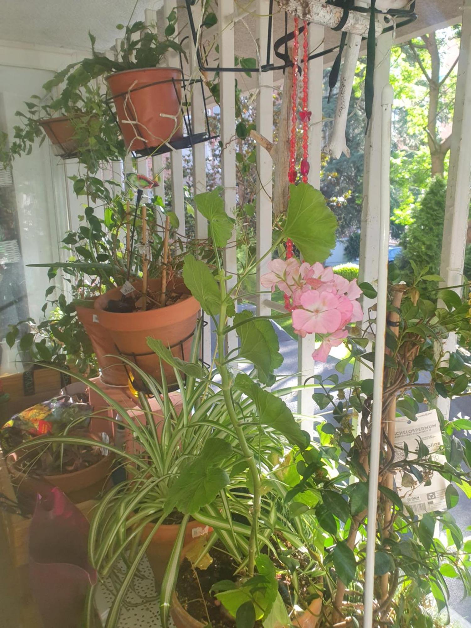 Libros Y Plantas A 5 Minutos Del Centro En Bus Apartment Madrid