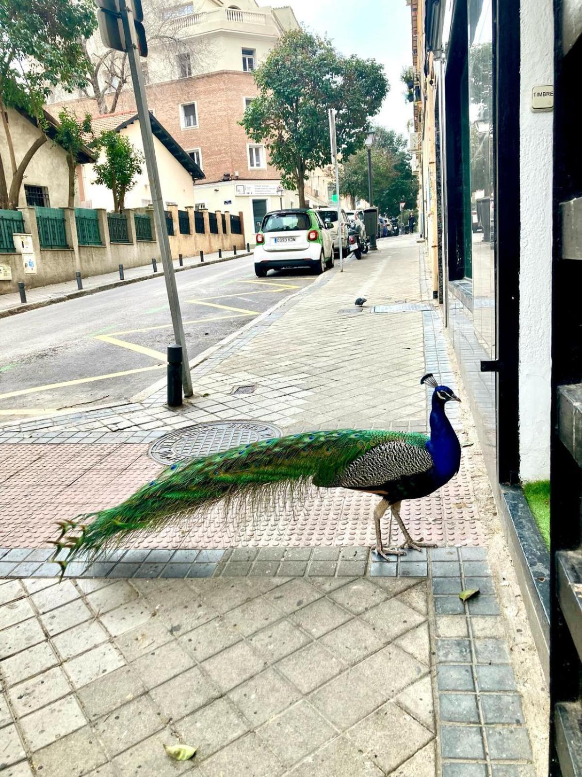 Apartamento Cerca Wizink Center Movistar Arena Y Plaza Toros Ventas En Barrio De Salamanca