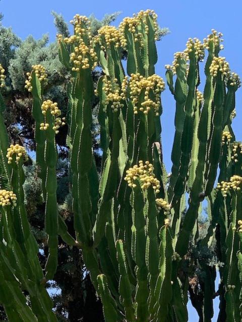 Maravilloso Playa-jardin Botanico In Vera Playa, Almeria * Playas de Vera